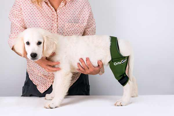 Productos ortopédicos para new arrivals perros